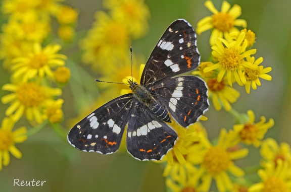 Landkärtchen (Araschnia levana)